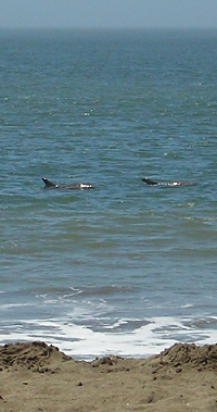 Zwei Delfine am Baker Beach - Sehr Nahe am Strand!